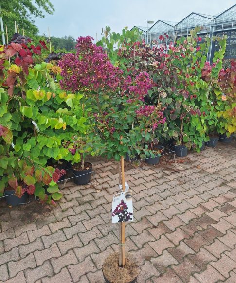 Indische sering op stam (Lagerstroemia Indica 'Purple star')