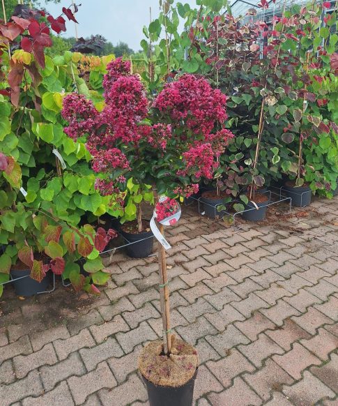 Indische sering op stam (Lagerstroemia Indica 'Berry Dazzle')
