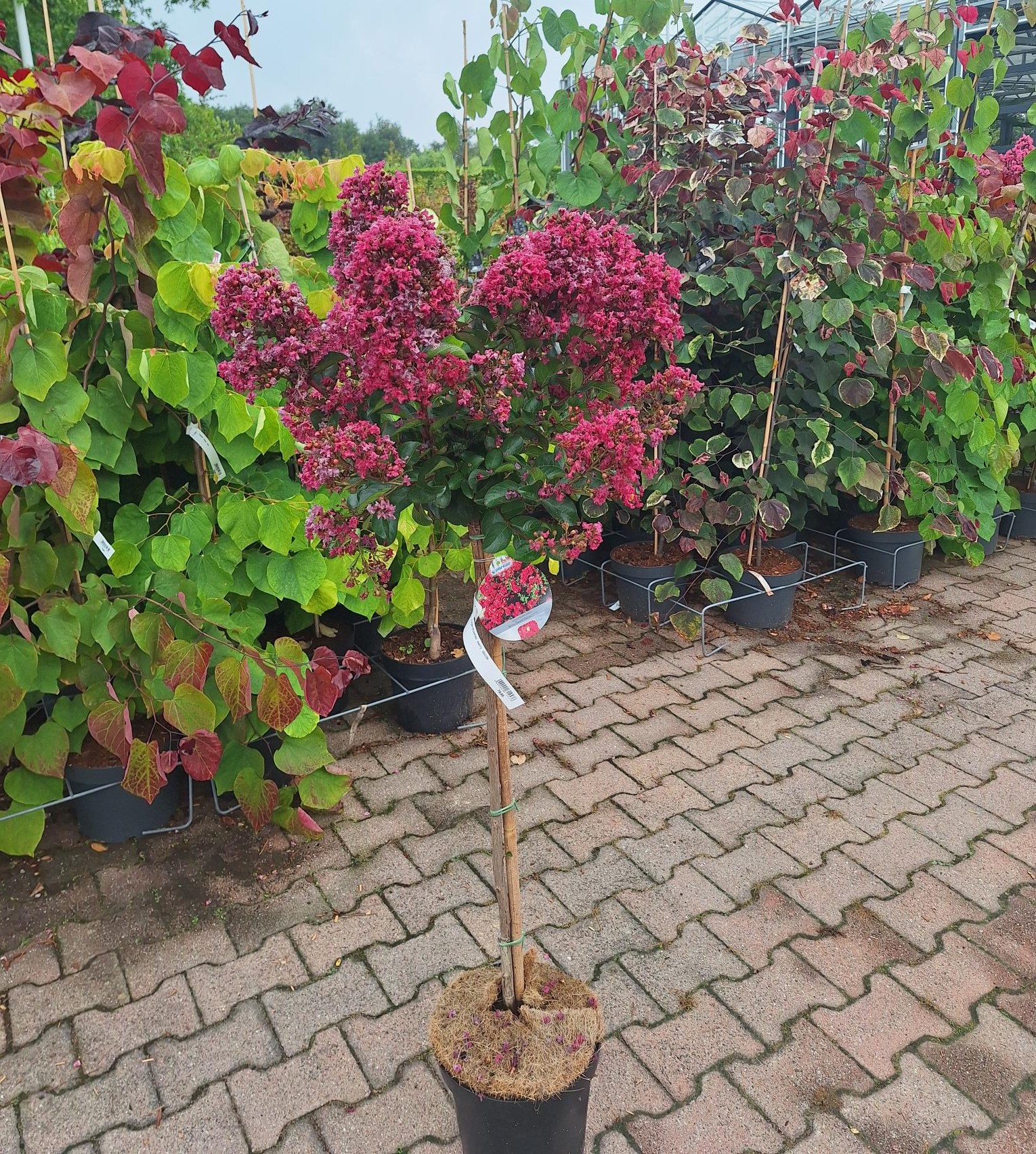 Indische sering op stam (Lagerstroemia Indica 'Berry Dazzle')