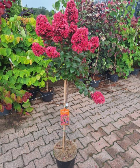 Indische sering op stam (Lagerstroemia Indica 'Coral Magic')