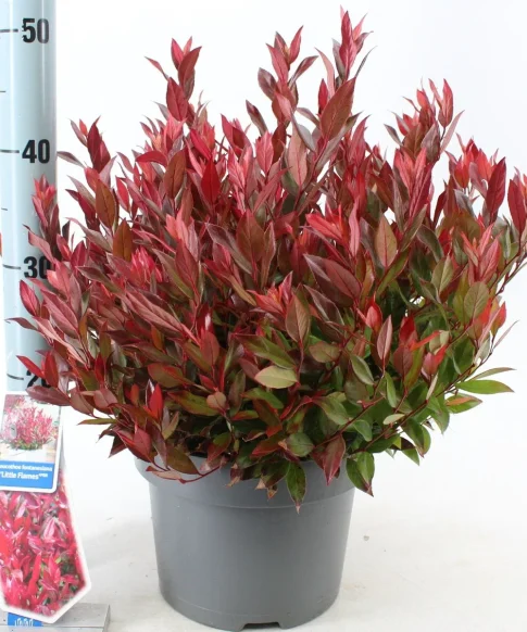 Druifheide (Leucothoe 'Little Flames' PBR)