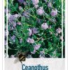 Ceanothus 'Victoria'