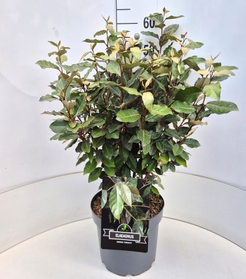 Olijfwilg (Elaeagnus ebbingei 'Compacta')