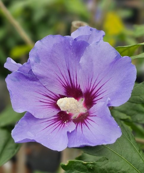 Hibiscus syriacus ‘Marina’ op stam 120 cm