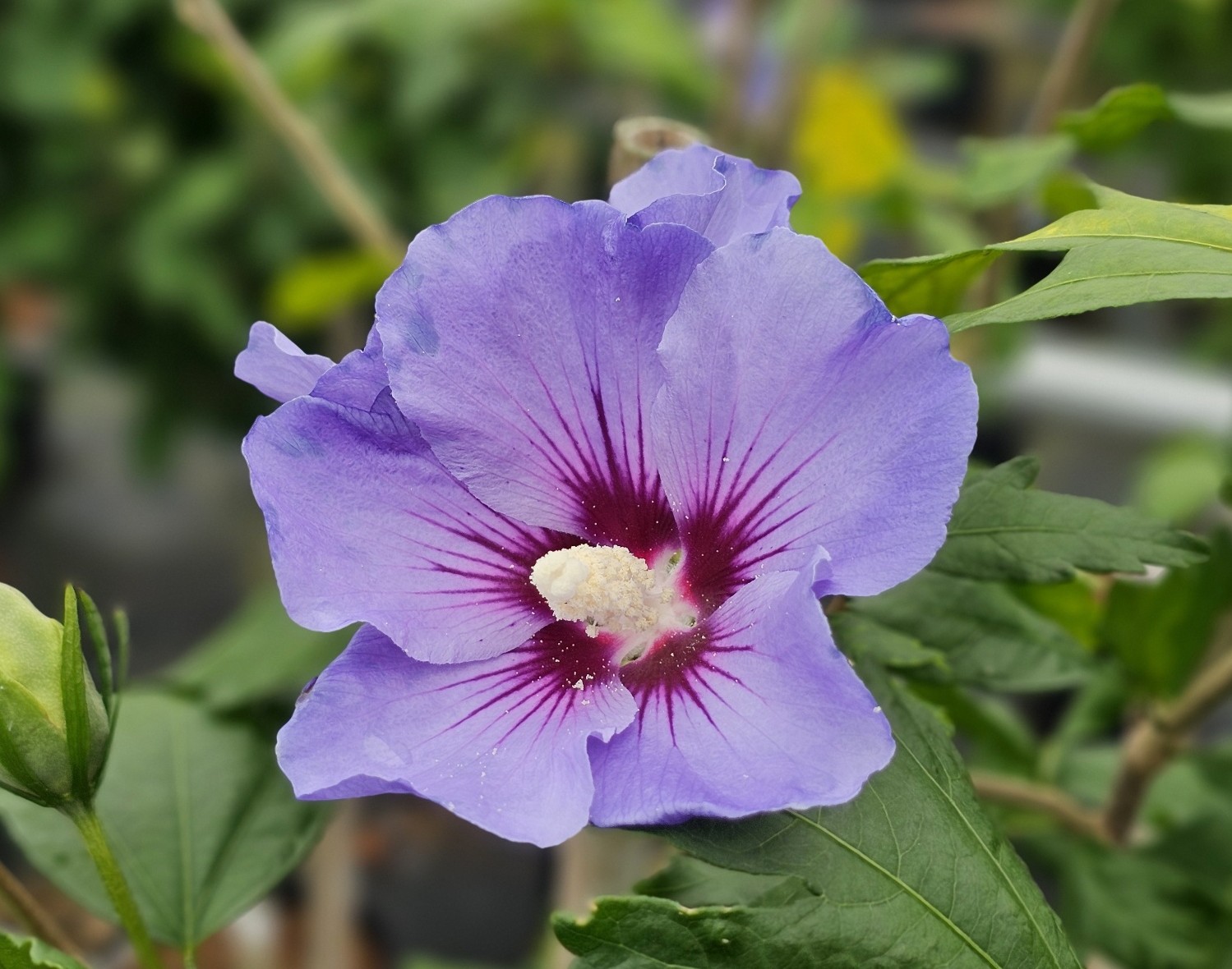 Hibiscus syriacus ‘Marina’ op stam 120 cm