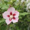 Hibiscus syriacus ‘Pink Hamabo’ op stam 80 cm