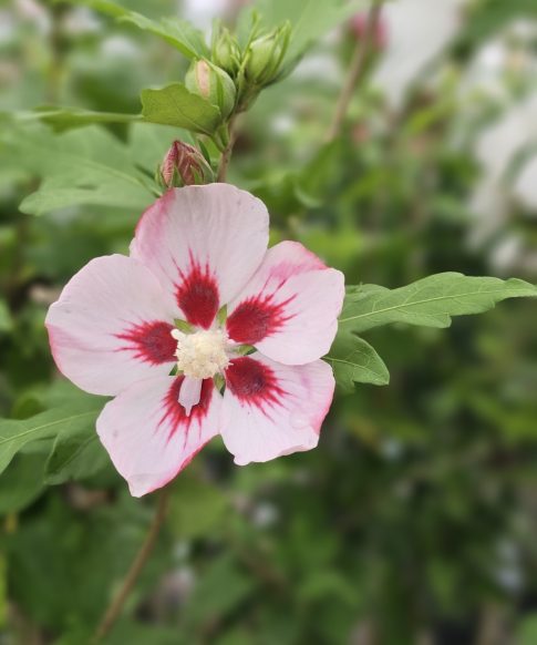 Hibiscus syriacus ‘Pink Hamabo’ op stam 80 cm