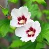 Hibiscus syriacus ‘Red Heart’ op stam 80 cm
