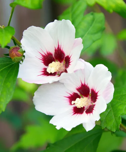 Hibiscus syriacus ‘Ardens’ op stam 80 cm