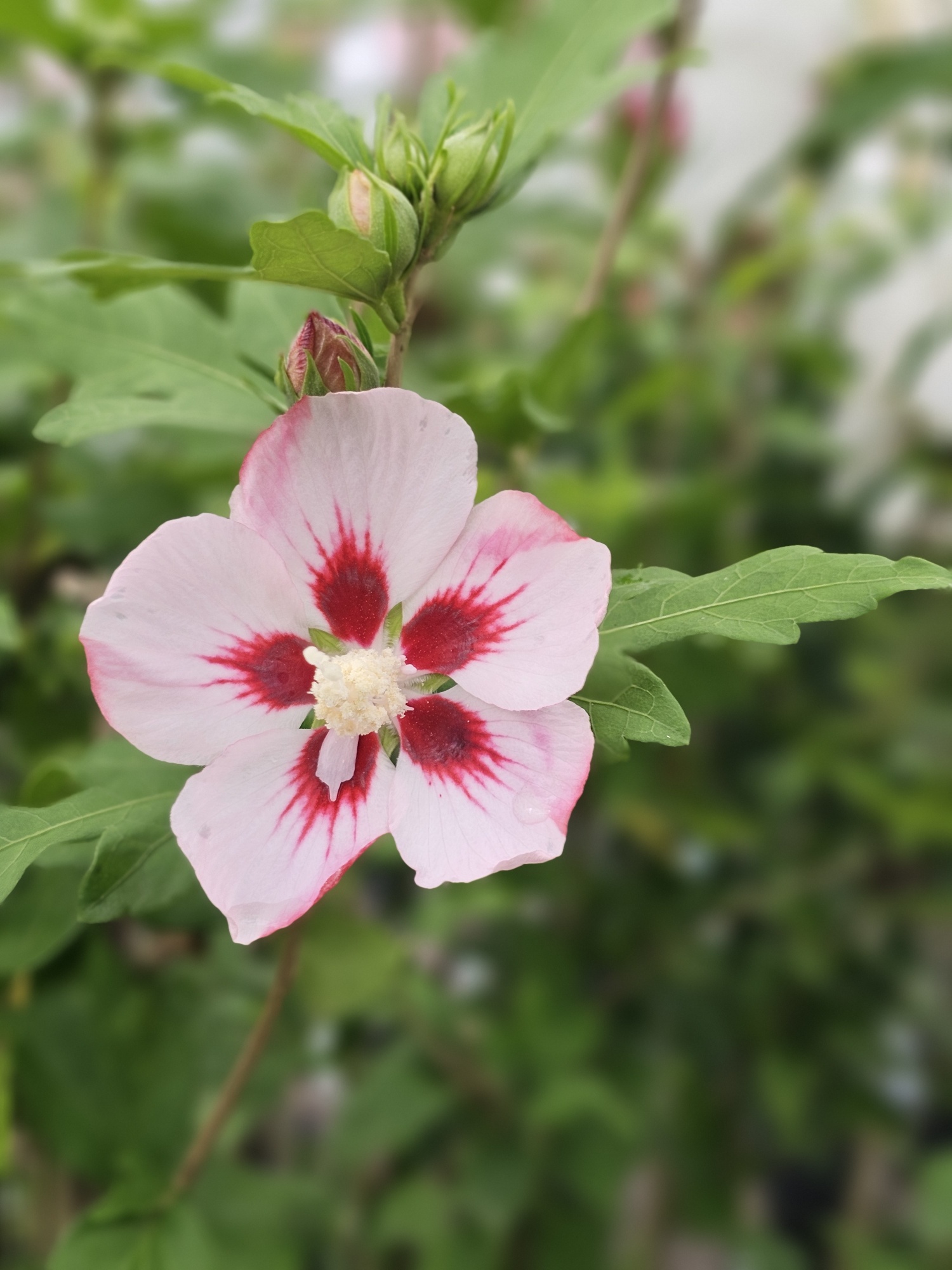 Hibiscus syriacus ‘Pink Hamabo’ op stam 80 cm