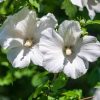 Hibiscus syriacus ‘William R. Smith’ op stam 80 cm