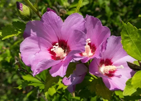 Hibiscus syriacus ‘Woodbridge’ op stam 120 cm