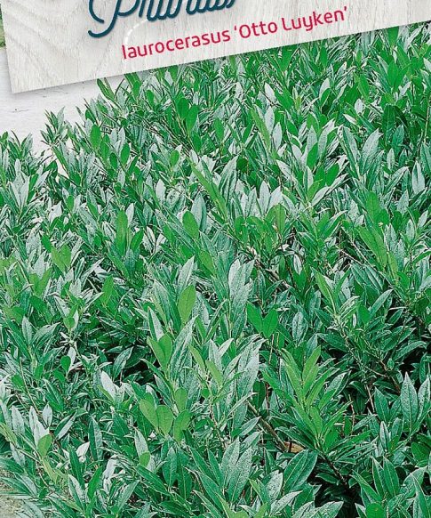 Prunus Otto Luyken